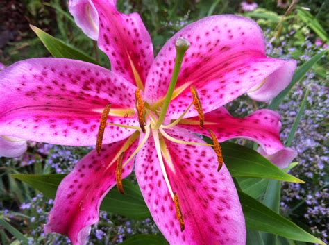 Taking Care Of A Stargazer Lily